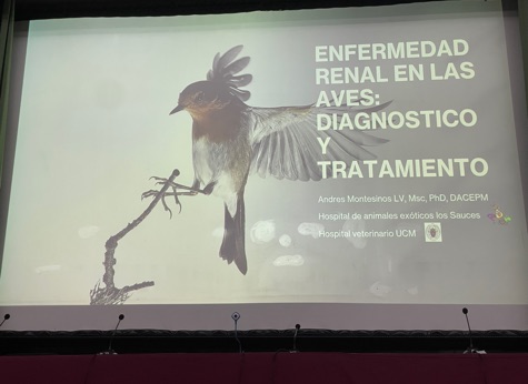 Pantalla con la portada de la sesión de Andrés Montesinos sobre enfermedad renal en aves, AVAFES Madrid 2026.